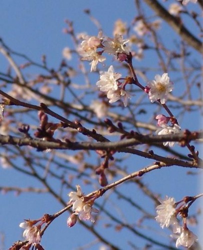 f:id:dowakan:20091208141903j:image