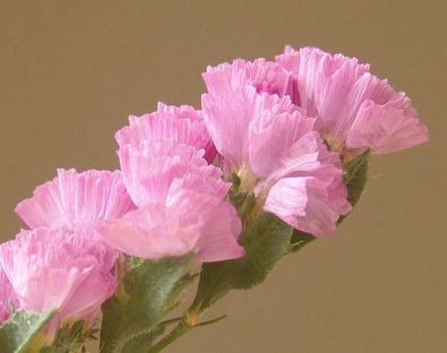 f:id:dowakan:20091222111902j:image