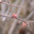 [花][ぼけ]ぼけの芽