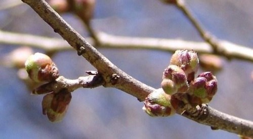 桜草つぼみ