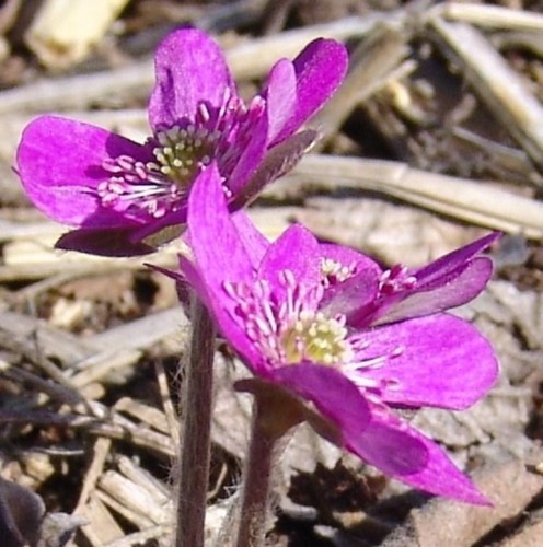 f:id:dowakan:20100314150403j:image