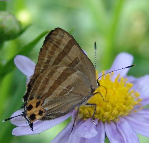 f:id:dowakan:20100716141855j:image