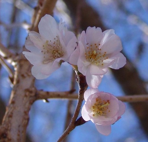 冬桜