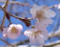 [花][冬桜][笑顔届け隊！]冬桜