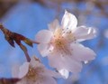 [花][冬桜]冬桜