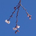 [花][冬桜]冬桜