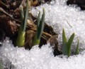 [花][水仙]水仙芽