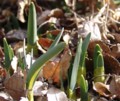 [花][水仙]水仙の芽