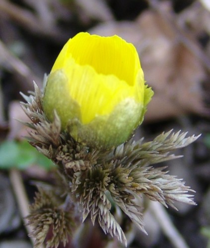 f:id:dowakan:20120319105614j:image