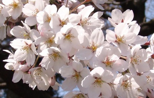 桜