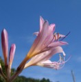 [花][夏水仙]夏水仙