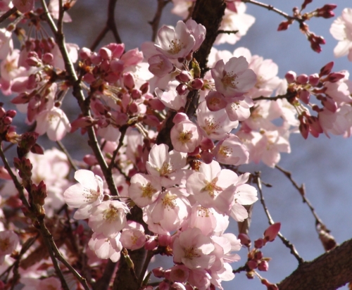 桜