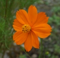 [花][黄花こすもす]黄花こすもす