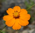 [花][黄花こすもす]黄花こすもす