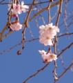 [花][桜][冬桜]冬桜