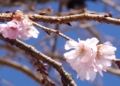 [花][桜][冬桜]冬桜