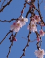 [花][桜][冬桜]冬桜