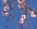 [花][桜][冬桜]冬桜