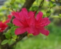 [花][さつき]さつき