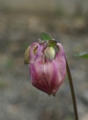 [花][おだまき]おだまきつぼみ