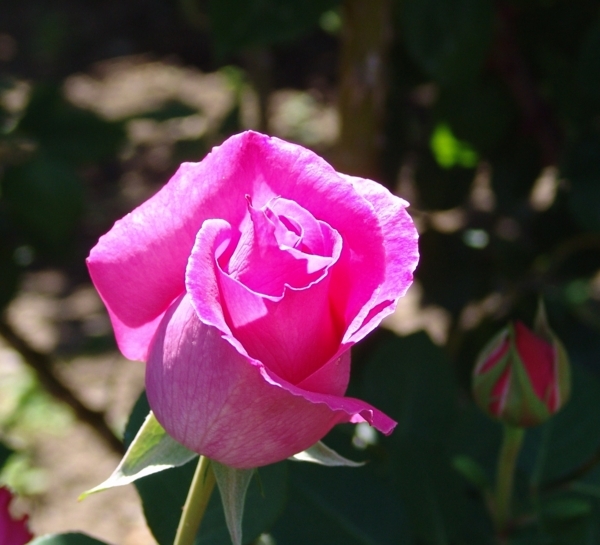 f:id:dowakan:20170606213524j:image