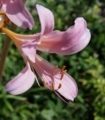 [花][夏水仙]夏水仙