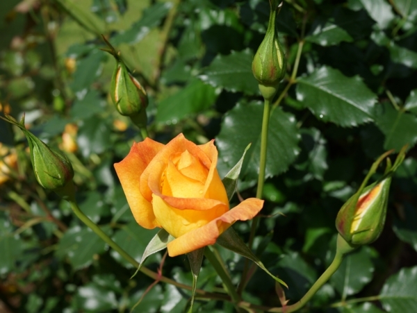 f:id:dowakan:20180601094528j:image