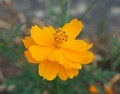 [花][こすもす]こすもす