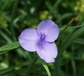 [花][紫露草]紫露草