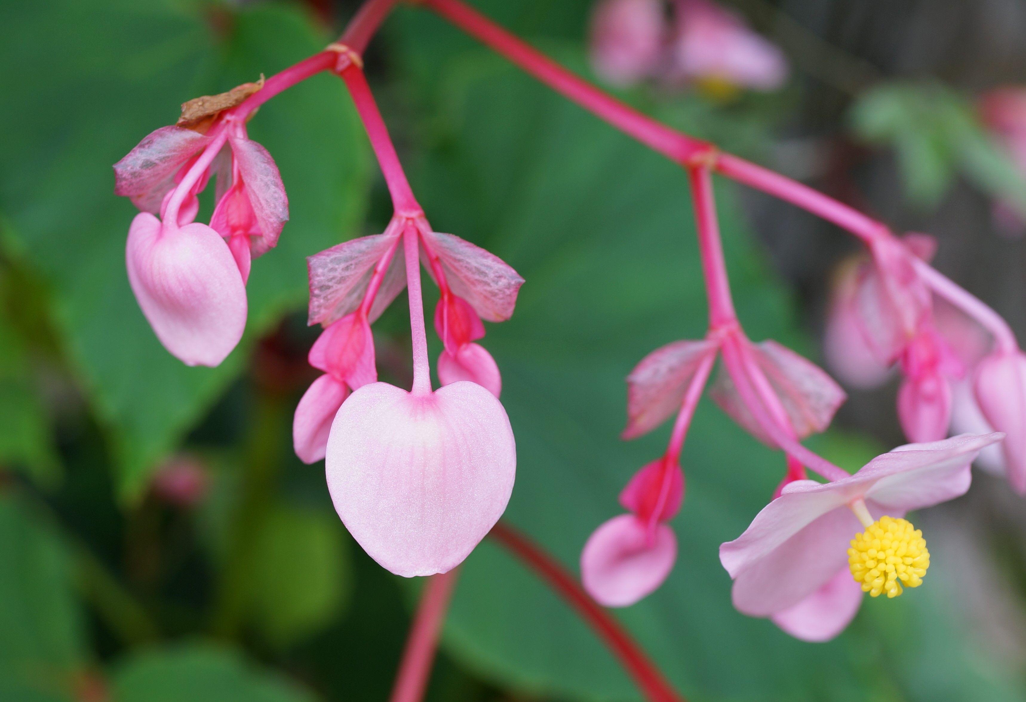 個別 花 しゅうかいどう しゅうかいどう の写真 画像 花のほほえみ2 無断転用禁止 個別 花 しゅうかいどう しゅうかいどう の写真 画像 花のほほえみ2 無断転用禁止