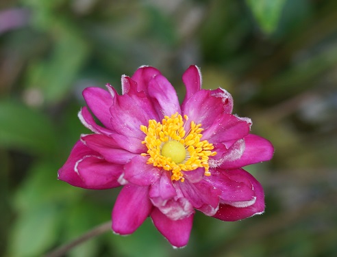 秋明菊