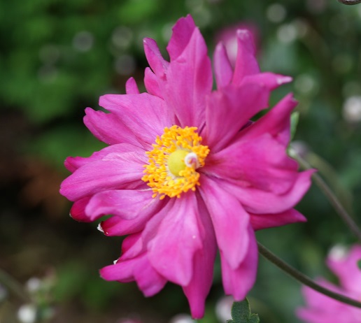 秋明菊