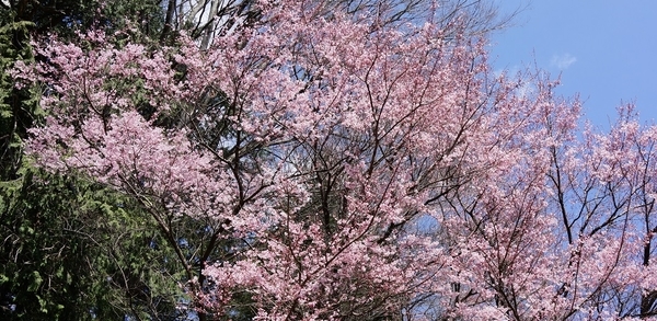 桜