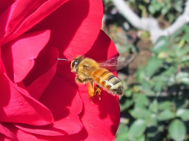 f:id:dowcorporation2009:20180415052225j:plain