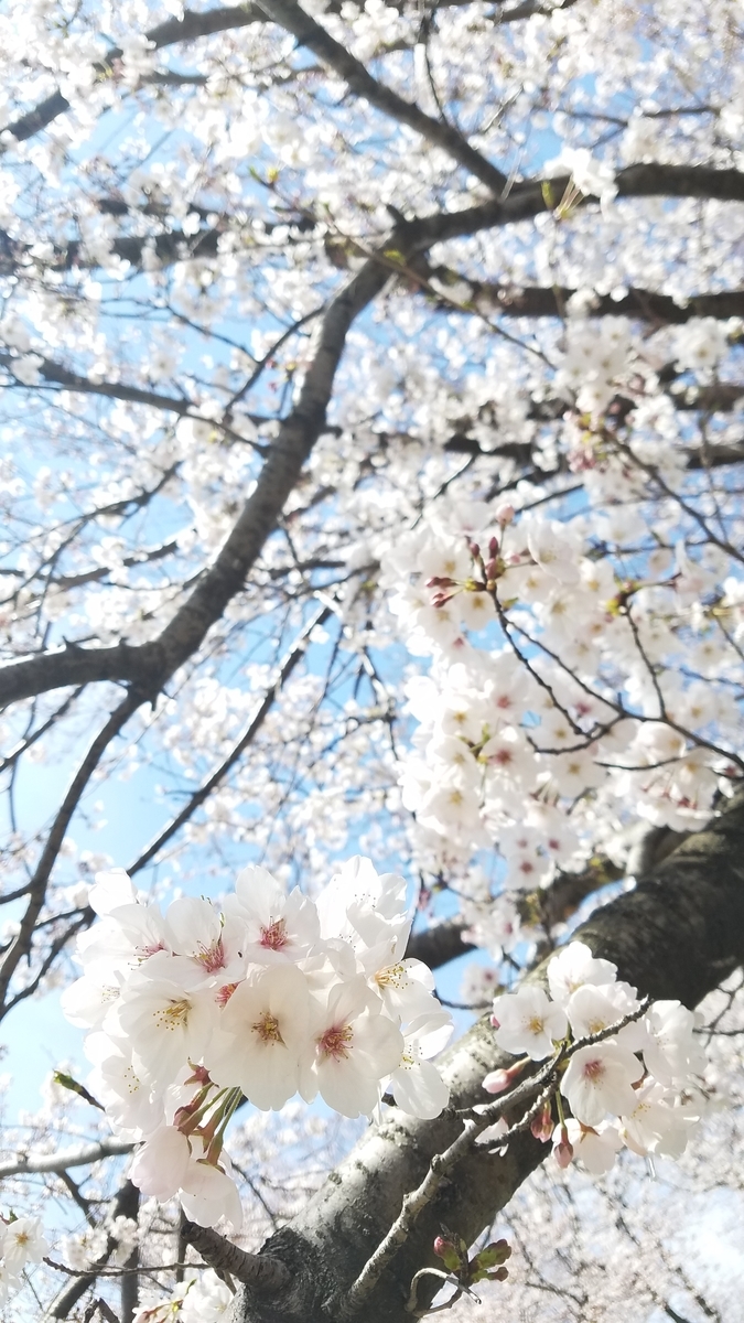 f:id:dowcorporation2009:20190407113705j:plain