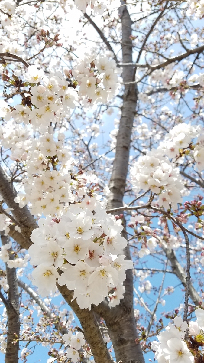 f:id:dowcorporation2009:20190407113717j:plain