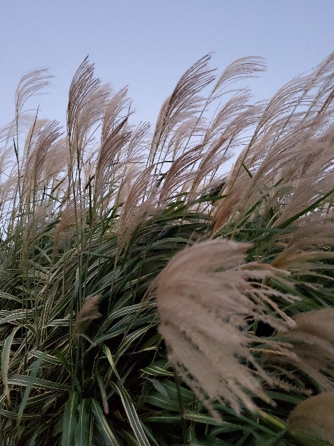 f:id:dowcorporation2009:20210921060822j:image