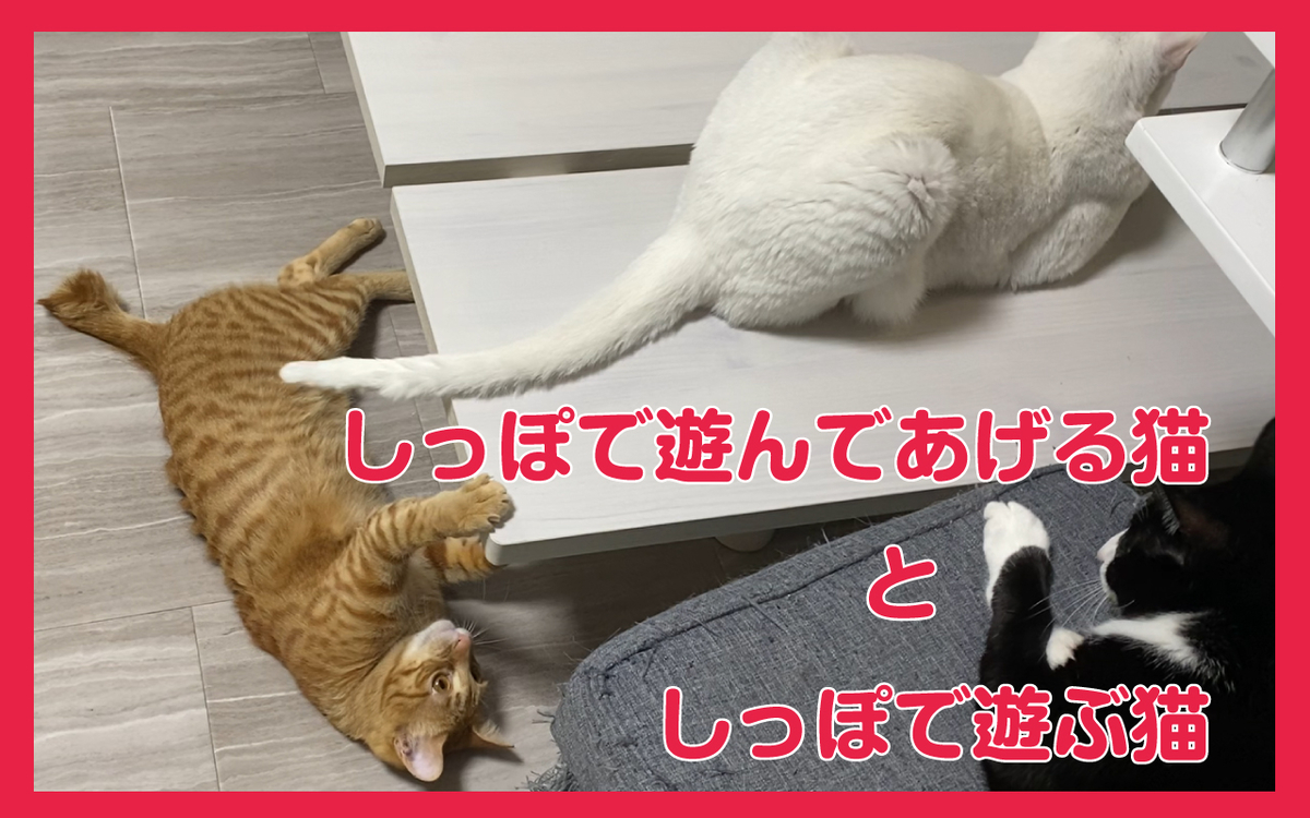しっぽで遊んであげる猫と尻尾で遊ぶ猫 - にゃんにゃんねこさん