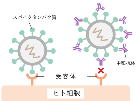 f:id:dr-tomu:20210813152254j:plain