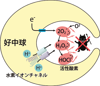 f:id:dr-yokohamaner:20200415152906p:plain