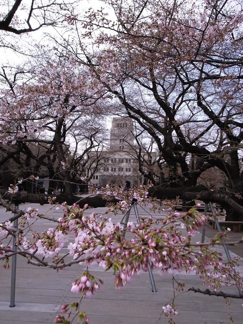 f:id:dr-yokohamaner:20220227045847j:plain