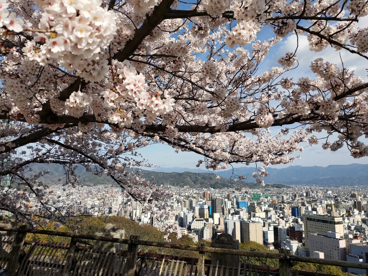 松山城内の桜