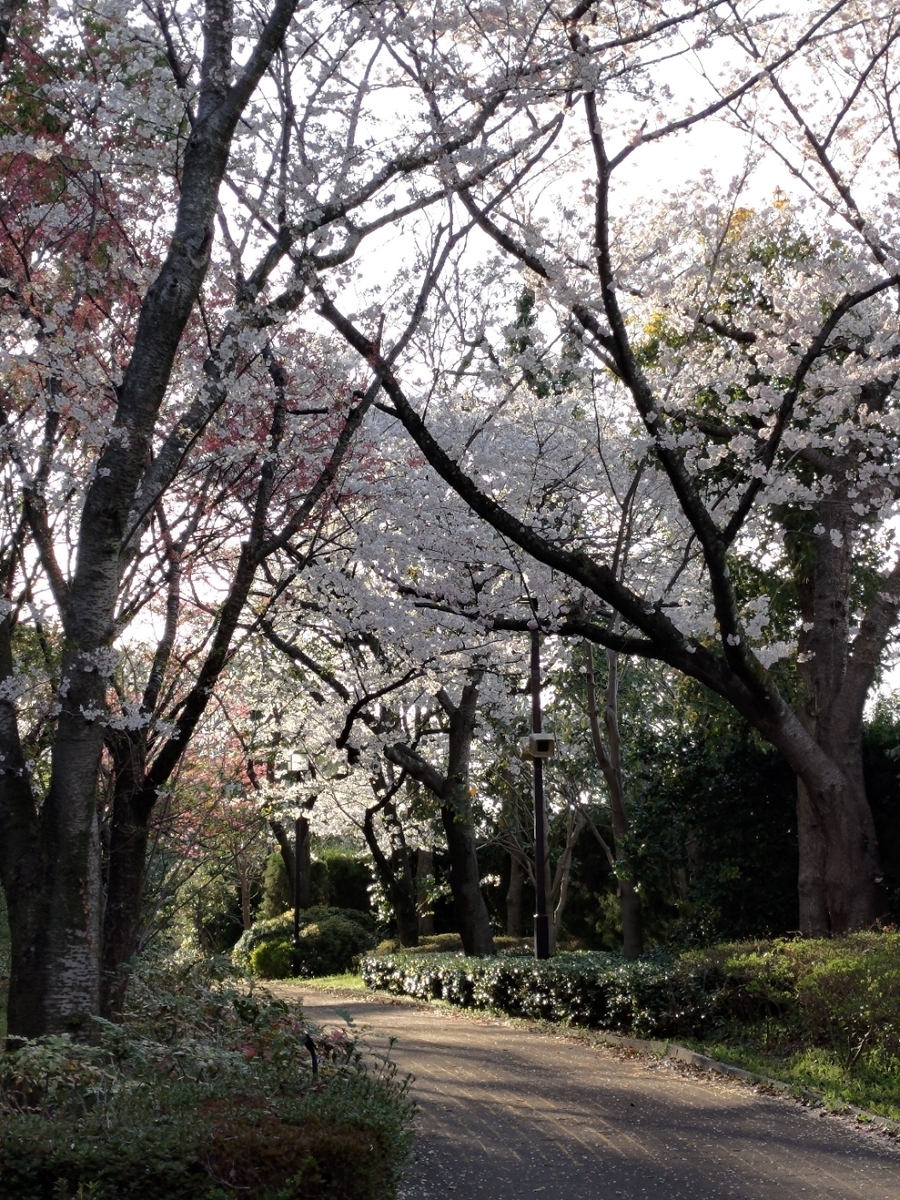 松谷総合公園遊歩道の桜