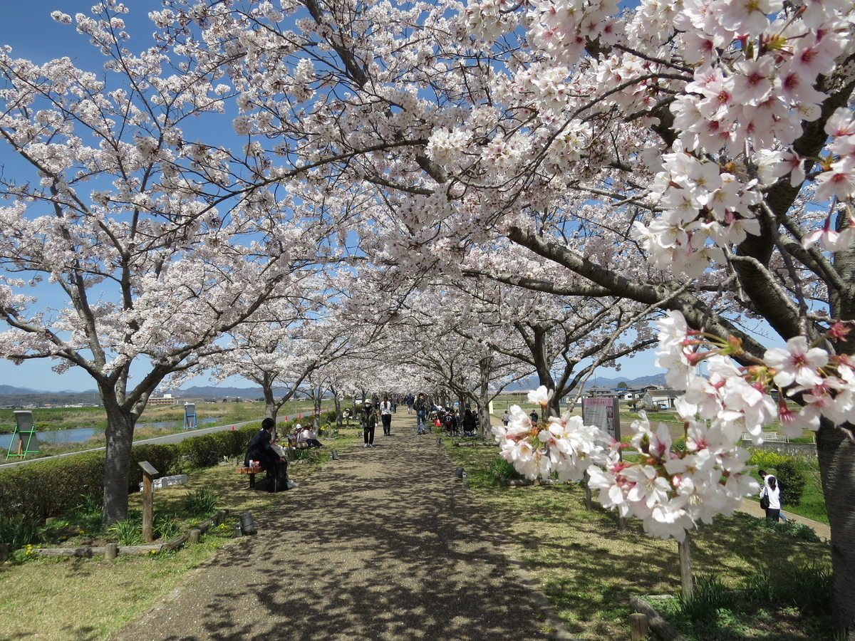 おの桜づつみ回廊の桜