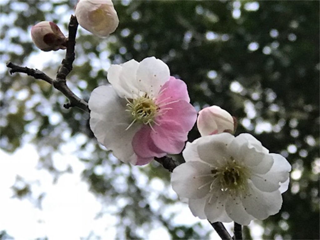 f:id:dragontone:20180315231043j:image f:id:dragontone:20180315231043j:image
