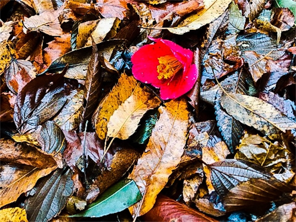 f:id:dragontone:20180323110142j:image