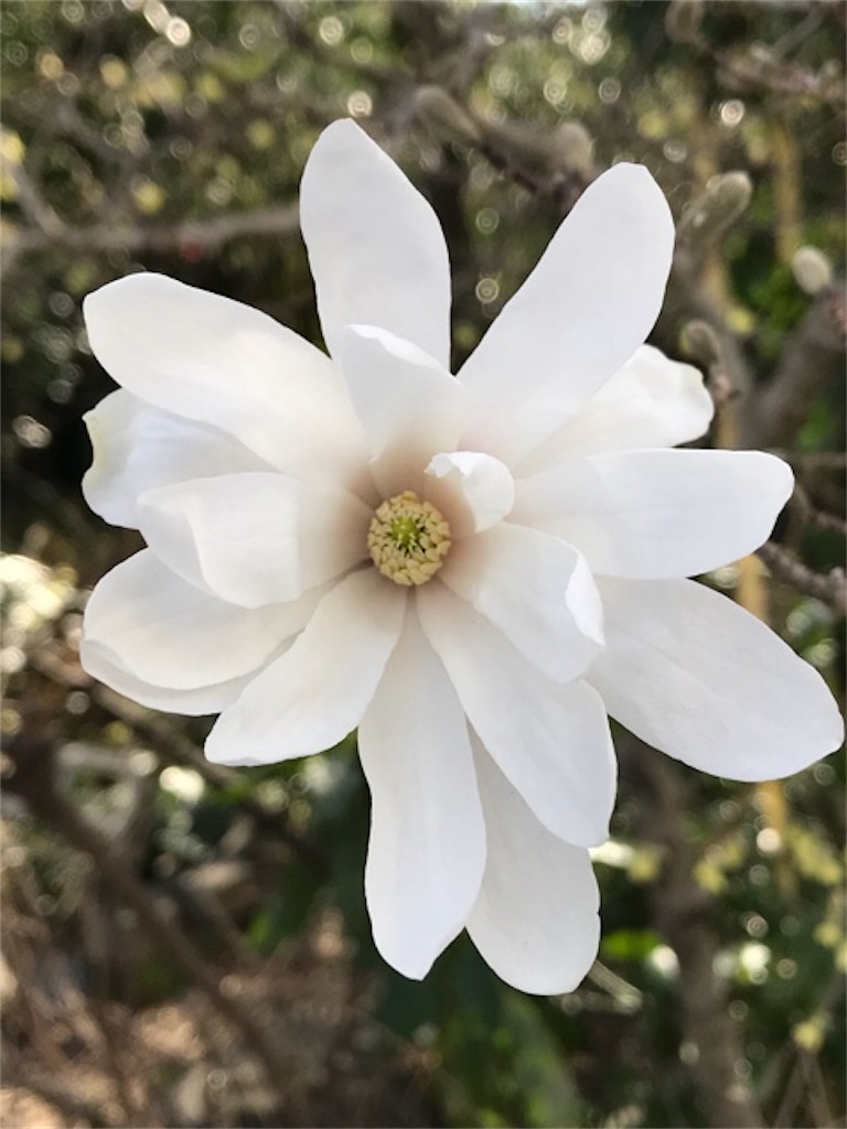 f:id:dragontone:20180407091611j:image