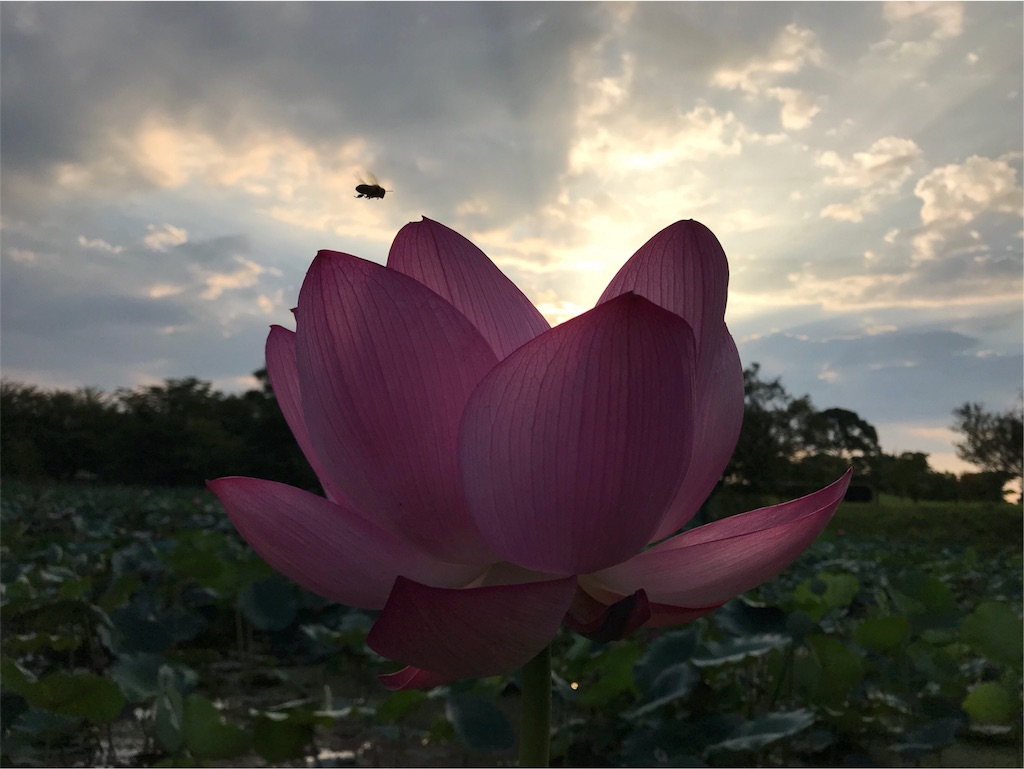 f:id:dragontone:20180801074658j:image