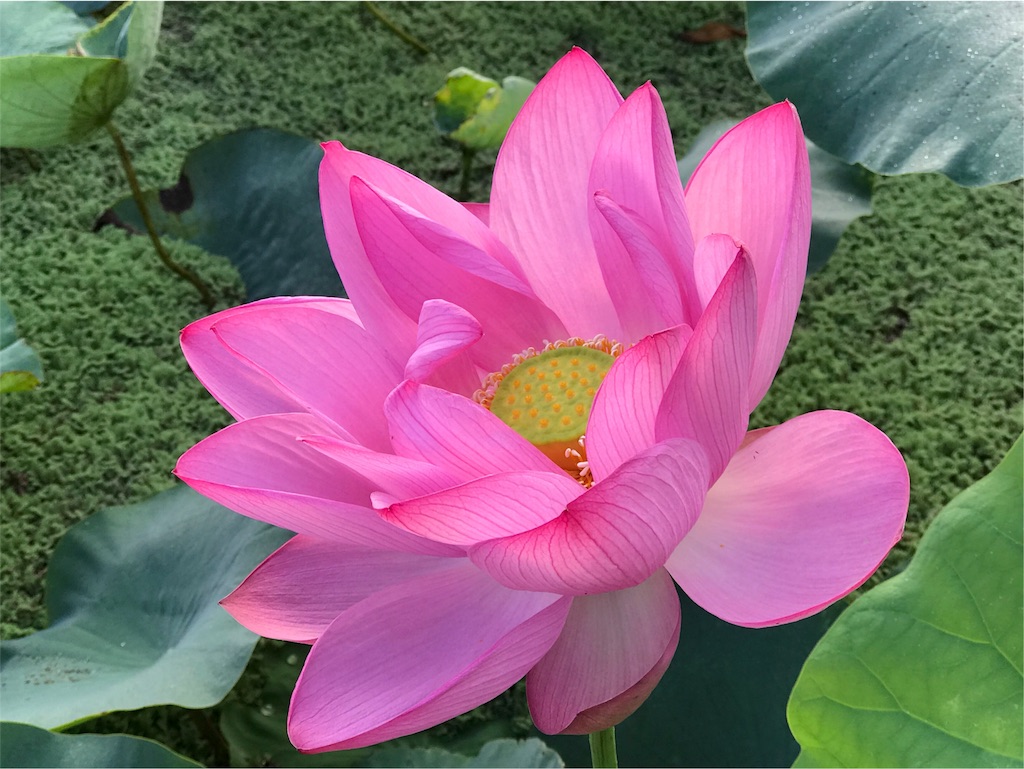 f:id:dragontone:20180801074710j:image
