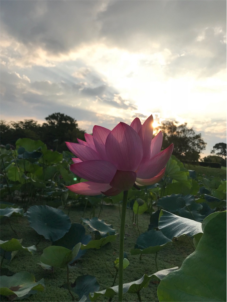 f:id:dragontone:20180801081249j:image